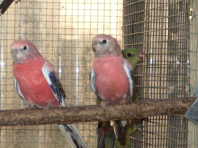 maison decembre07 005 (Small).jpg