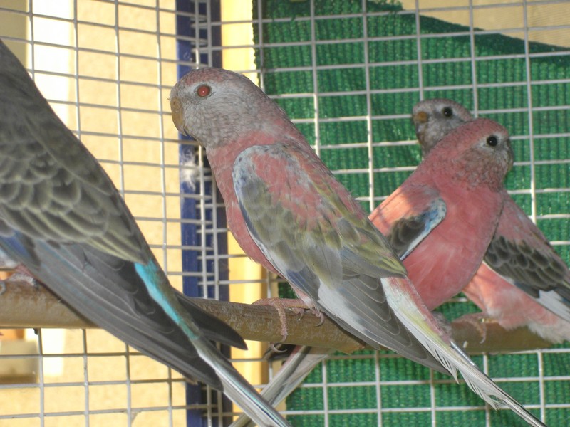 mutation bourke 005.jpg