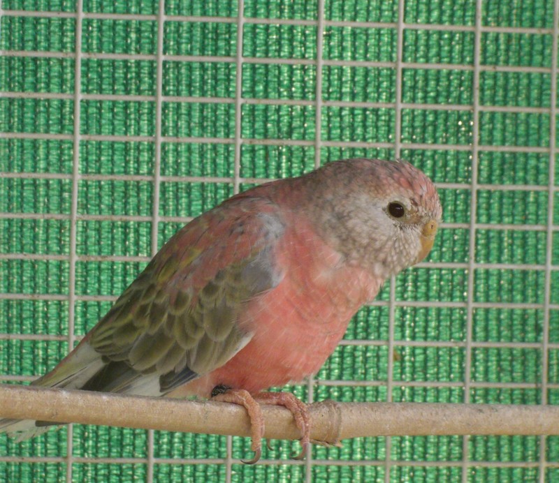 mutation bourke 001.jpg