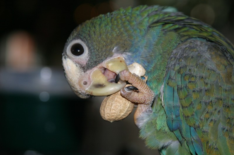 athos++191207 (1).jpg