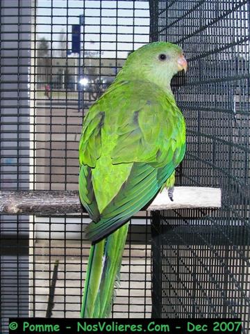 barraband F 90 pts (Small).JPG