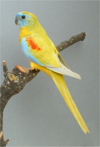 11-turquoisine jaune mÃ¢le.jpg