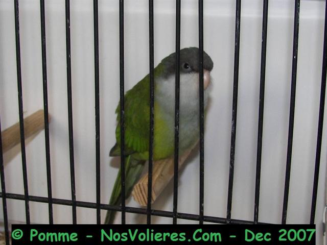 aymaras 93 pts (Small).JPG