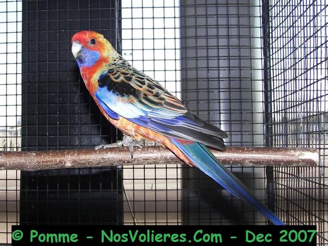 adelaide 91 pts (Small).JPG