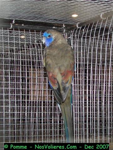 bonnet bleu ventre jaune M 92 pts (Small).JPG