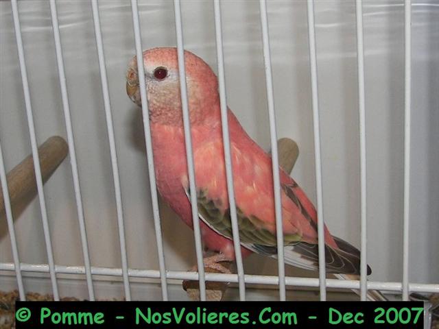 bourke bronze fallow opa F 92 pts (Small).JPG