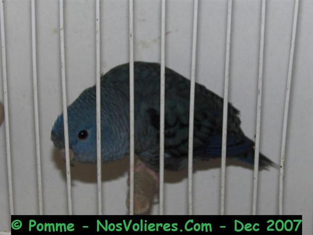 catherine cobalt 92 pts (Small).JPG