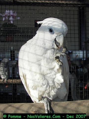 cactoes ducorp 91 pts (Small).JPG