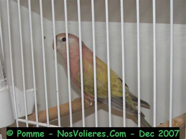 bourke pale fallow (jaune) F 92 pts (Small).JPG