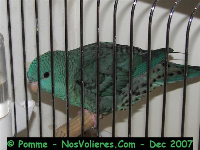 catherine turquoise 92 pts (Small).JPG