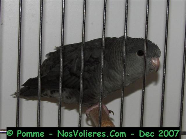 catherine mauve 91 pts (Small).JPG