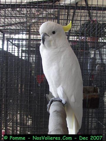 cacatoes galerita 92 pts (Small).JPG