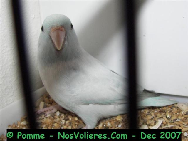 celeste bleu pastel 92 pts (Small).JPG