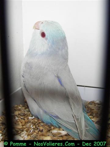 celeste bleu fallow 92 pts (Small).JPG