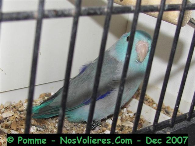 celeste bleu 93 pts (Small).JPG