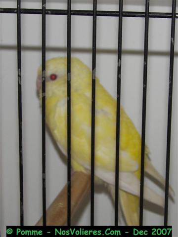 croup F lutino 93 pts (Small).JPG