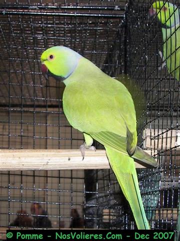 collier d'afrique M 94 pts (Small).JPG