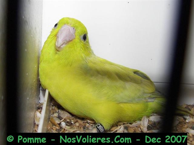 celeste diluee jaune US M 89 pts (Small).JPG