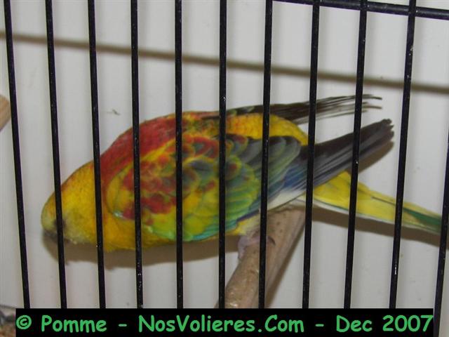 Croup op 92 pts (Small).JPG