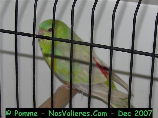 croup M pallid 92 pts (Small).JPG