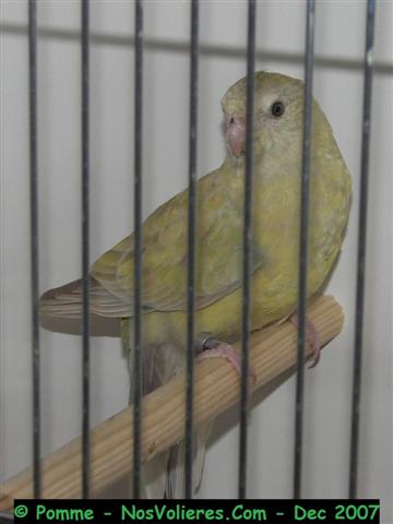 croup F pallid 90 pts (Small).JPG