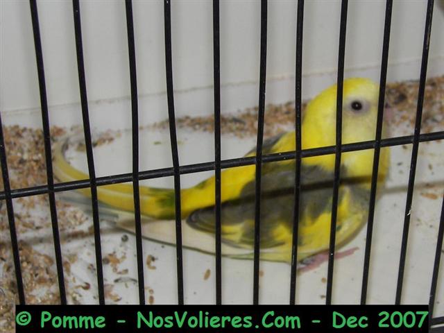 croup panachÃ© 90 pts (Small).JPG