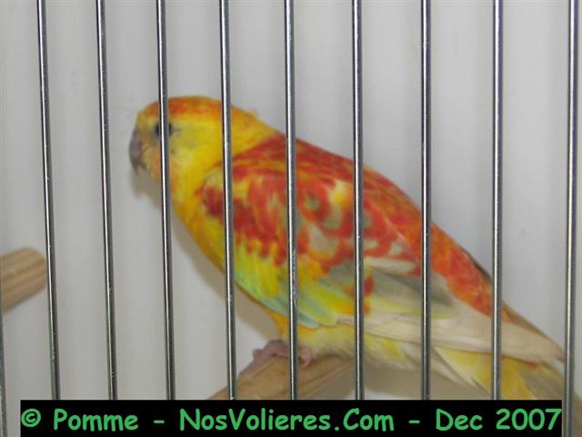 croup op pallid M 92 pts (Small).JPG