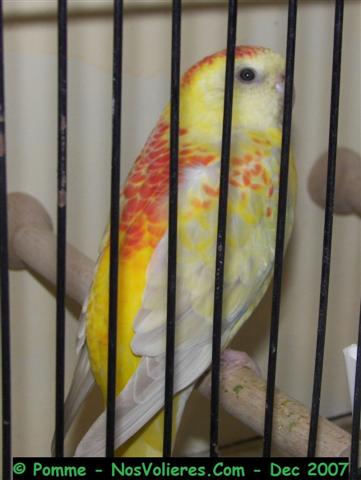 croup op fallow F 92 pts (Small).JPG