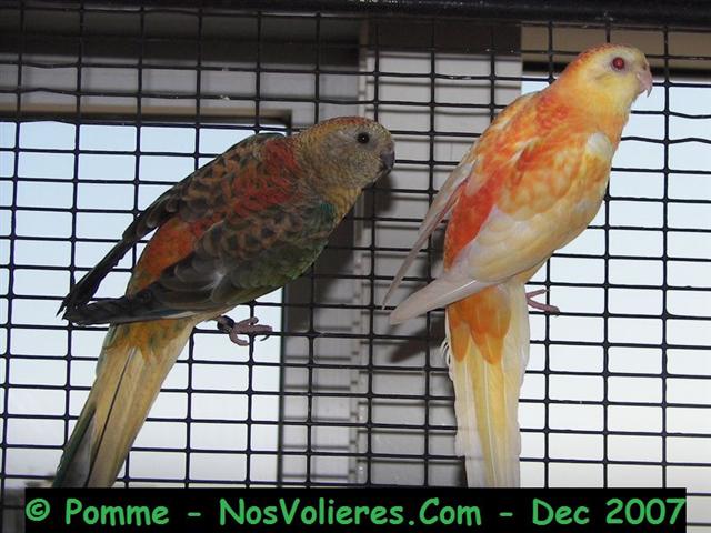 croupions rouge op 90.92 (Small).JPG