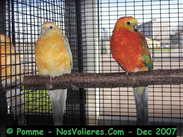 croupions rouge op 90.90 (Small).JPG