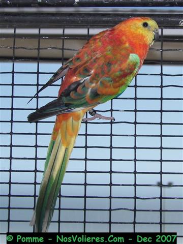 croupions rouge M op (Small).JPG