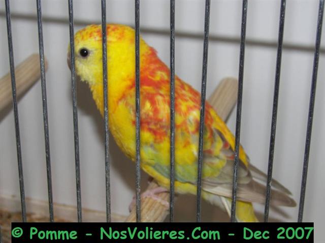 croupions rouge op cin M 92 pts (Small).JPG