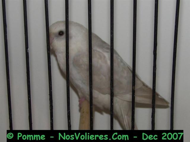 croup turquoise ino 92 pts (Small).JPG