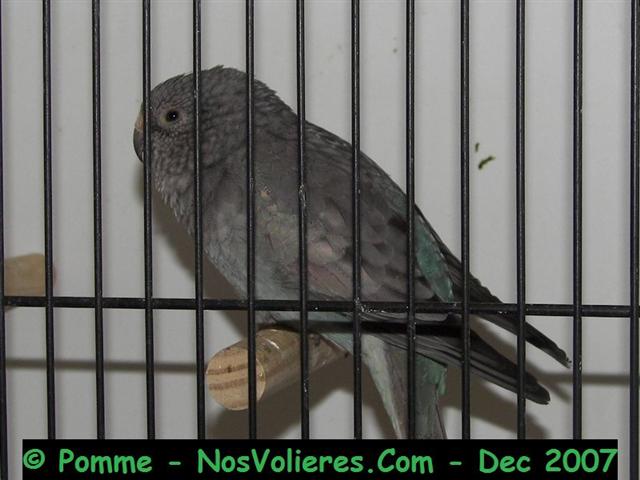 croup rouge bleu australien 92 pts (Small).JPG