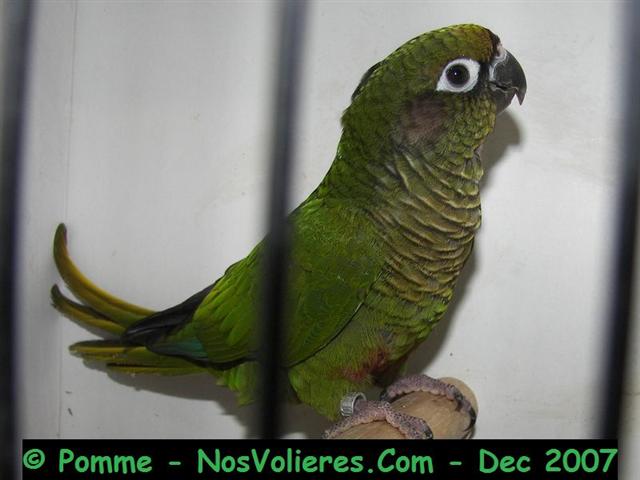 frontalis (Small).JPG