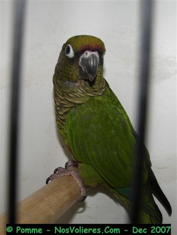 frontalis 92 pts (Small).JPG