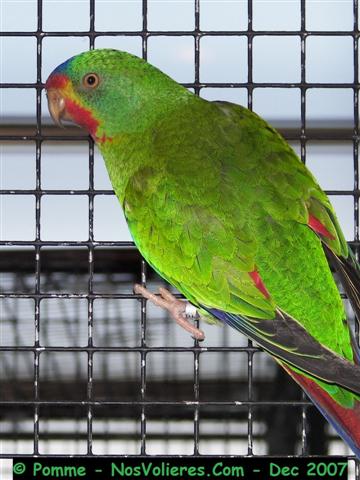 Latham TS 92 pts (Small).JPG