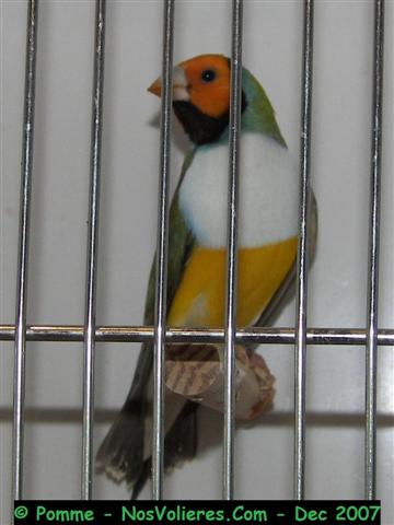 gould 92 pts (Small).JPG