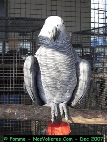 gabonnais 92 pts (Small).JPG