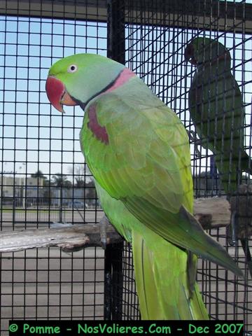 Grd alexandre M 92 pts (Small).JPG