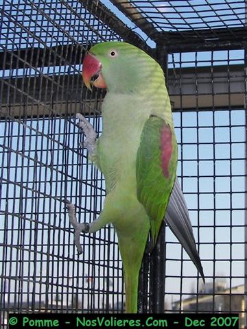 Grd alexandre F 92 pts (Small).JPG