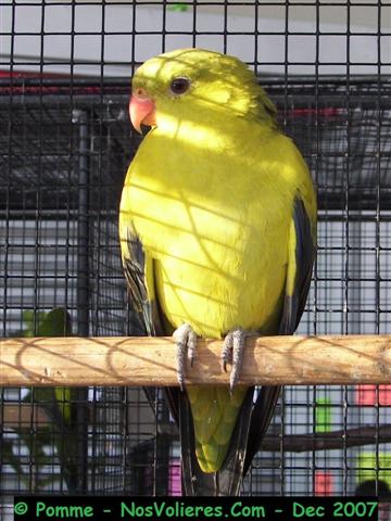 melanure M 92 pts (Small).JPG