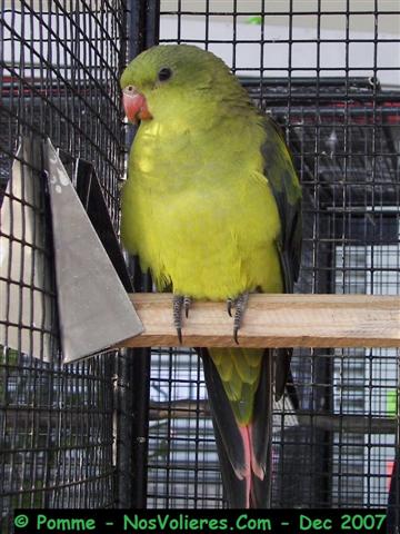 melanure F 92 pts (Small).JPG