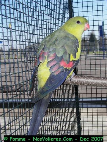 mÃ©lanure 92 pts (Small).JPG