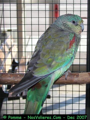 multi F 92 pts (Small).JPG