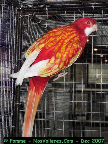 omni lutino op 92 pts (Small).JPG