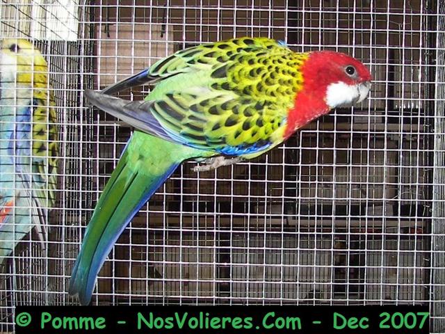 omni a dos vert 92 pts (Small).JPG