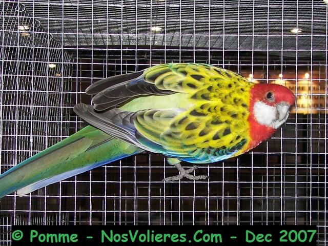 omni a dos jaune 90 pts (Small).JPG