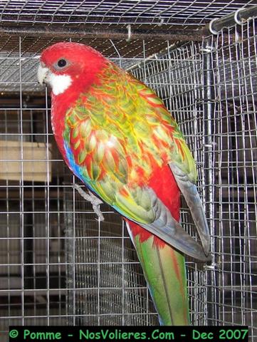 omni op pastel 92 pts (Small).JPG