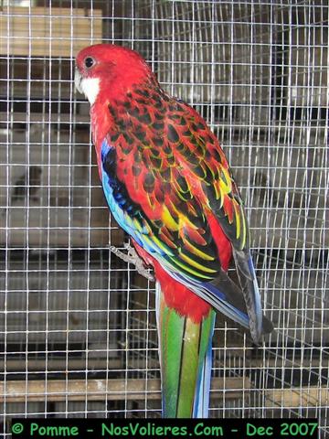 omni op 90 pts (Small).JPG